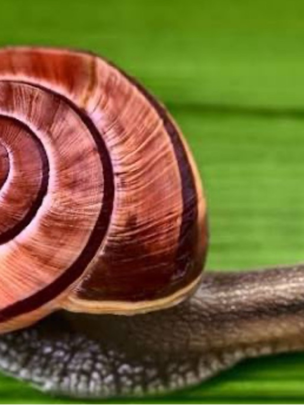 Mollusk Spiral Snail Shell Accent